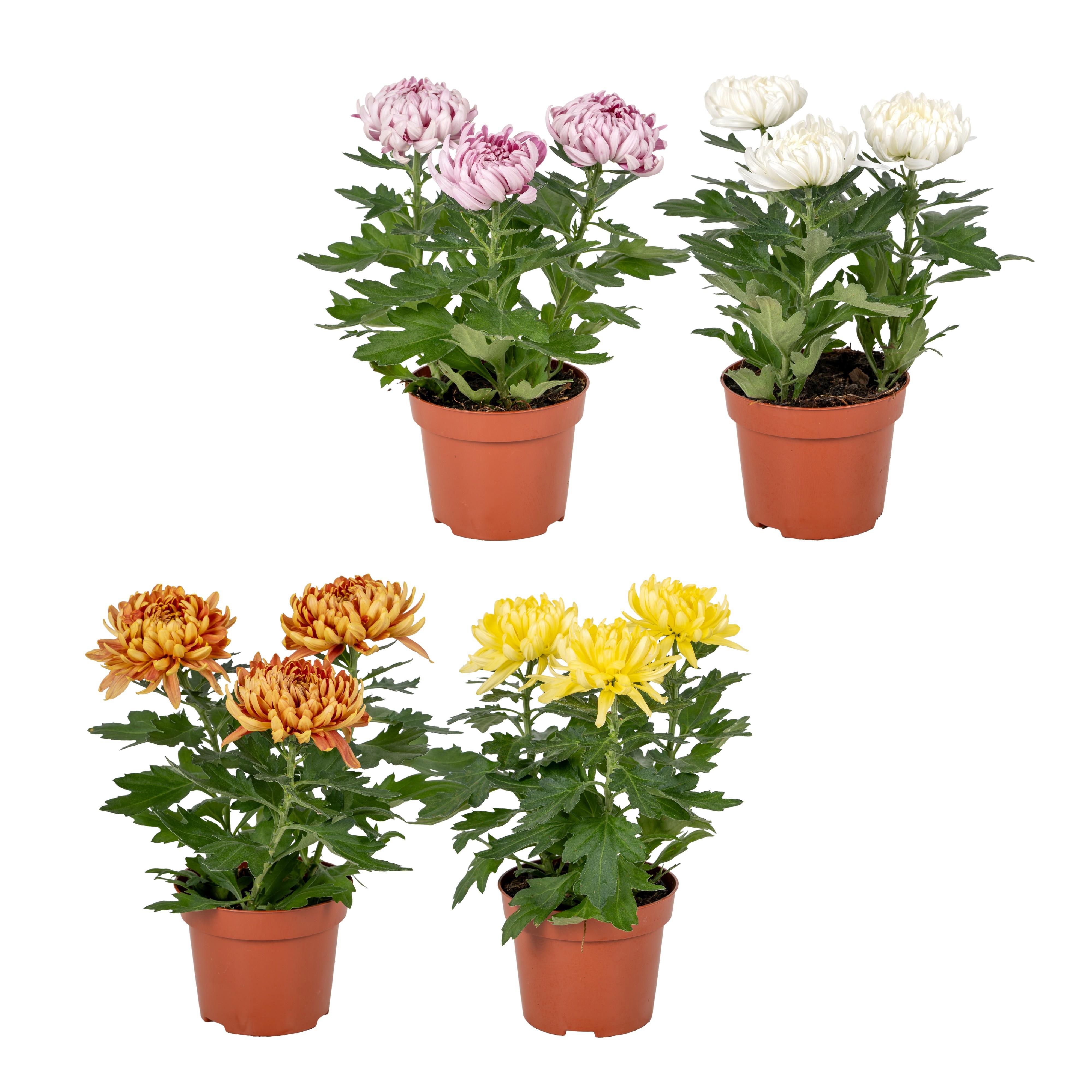 Горшечные цветы и растения оптом Chrysant Cosmo Compact Mix от 6шт из Голландии с доставкой по России