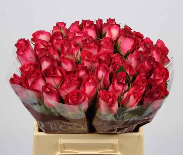 Срезанные цветы оптом Rosa la nicoletta от 50шт из Голландии с доставкой по России