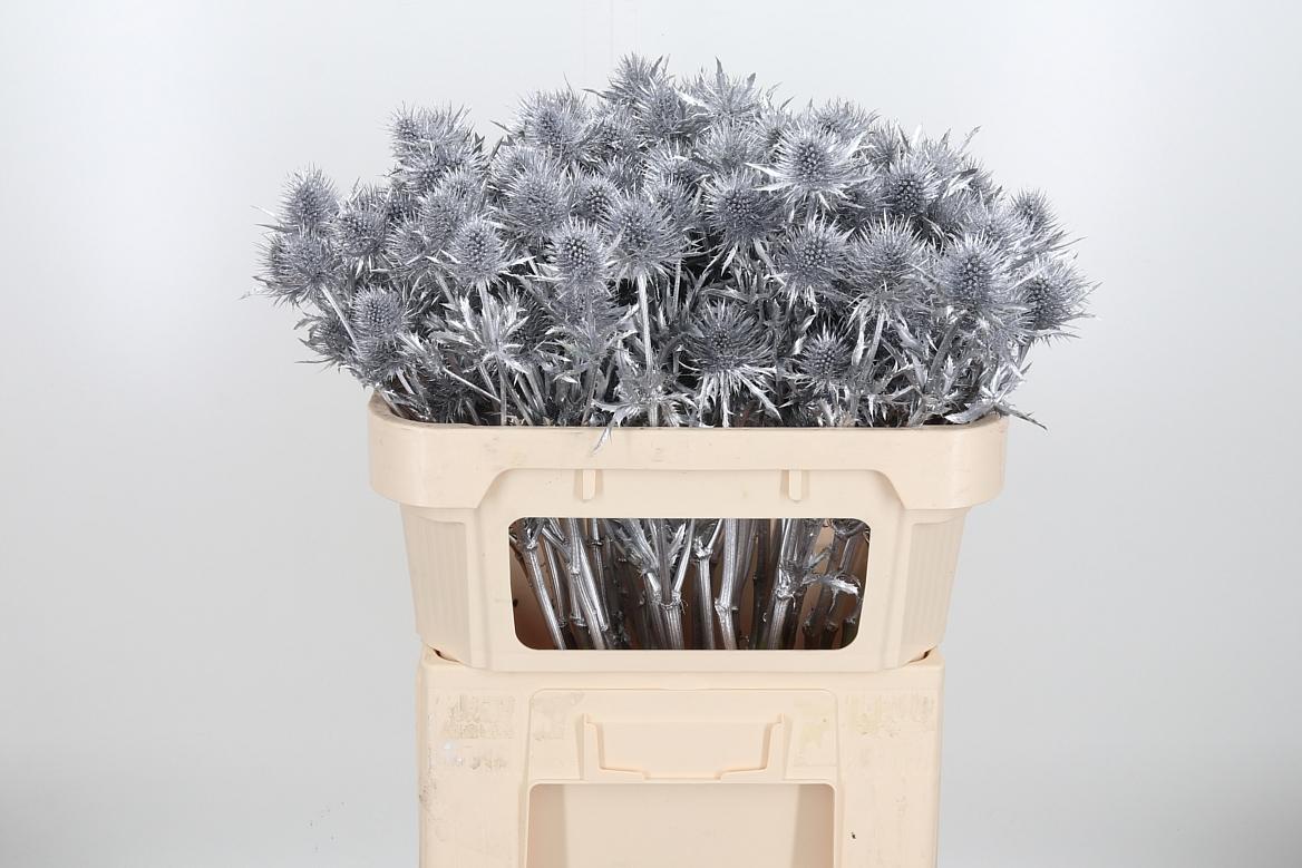 Срезанные цветы оптом Eryngium supernova paint silver от 40шт из Голландии с доставкой по России