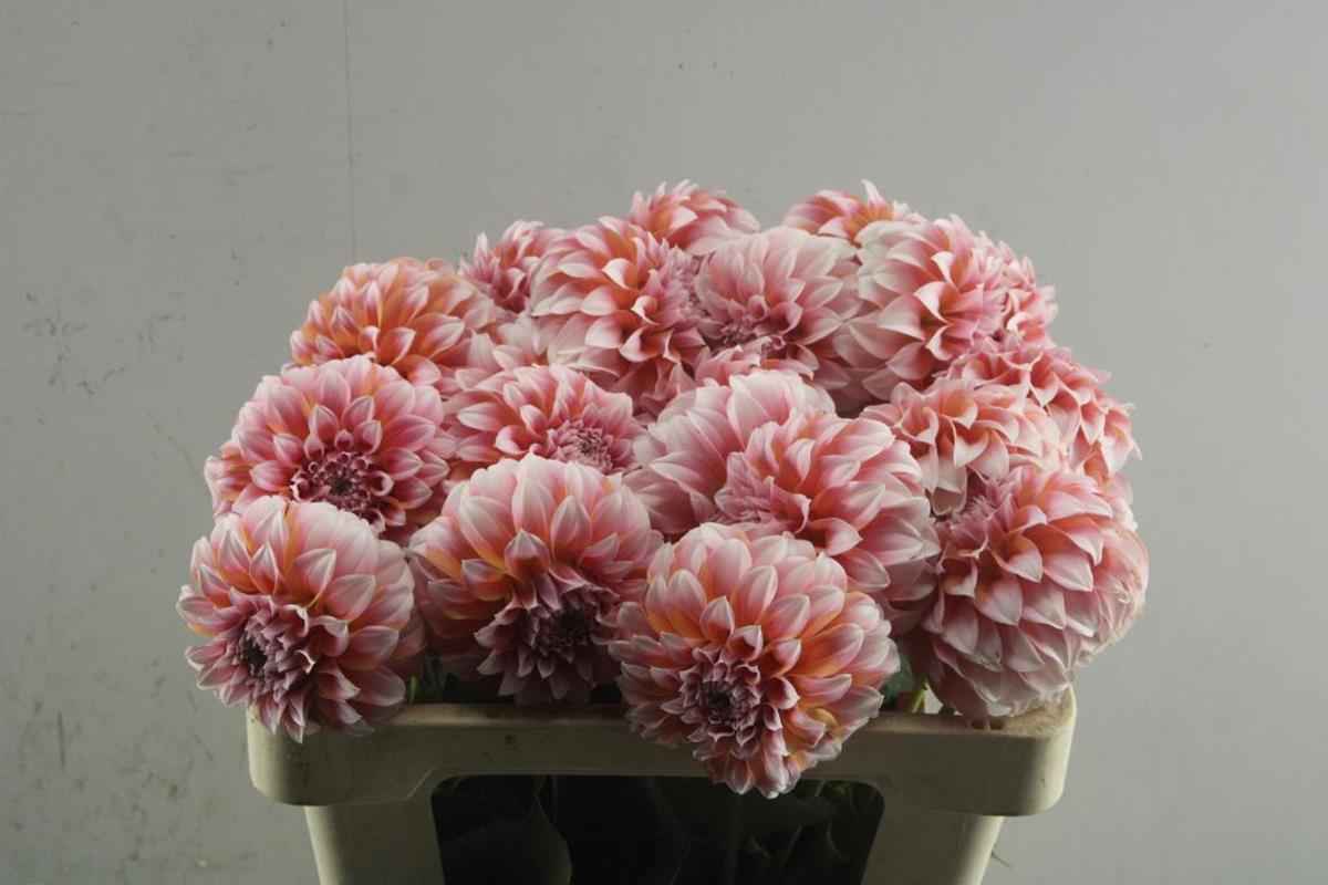 Срезанные цветы оптом Dahlia peaches от 20шт из Голландии с доставкой по России