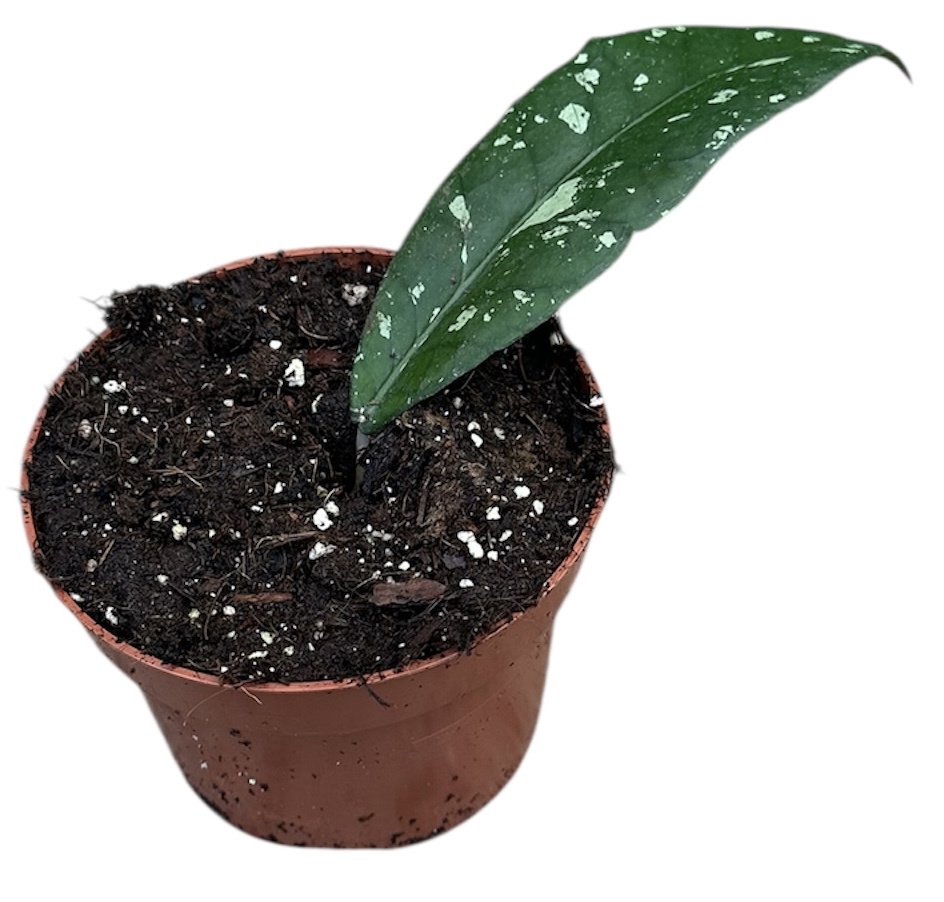 Горшечные цветы и растения оптом Hoya Aceh Long Leaf от 1шт из Голландии с доставкой по России