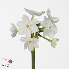 Срезанные цветы оптом Narcissus sp ziva paper white от 300шт из Голландии с доставкой по России