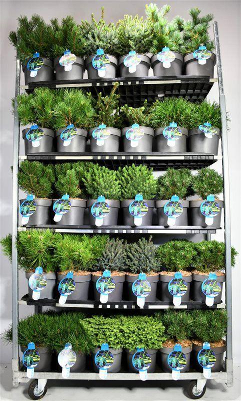 Горшечные цветы и растения оптом Coniferen Mix от 1шт из Голландии с доставкой по России