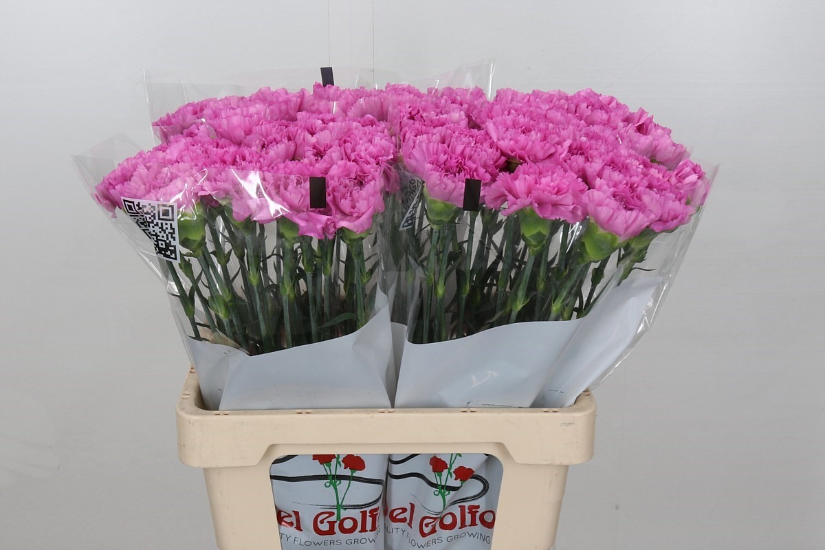 Срезанные цветы оптом Dianthus st akela от 80шт из Голландии с доставкой по России