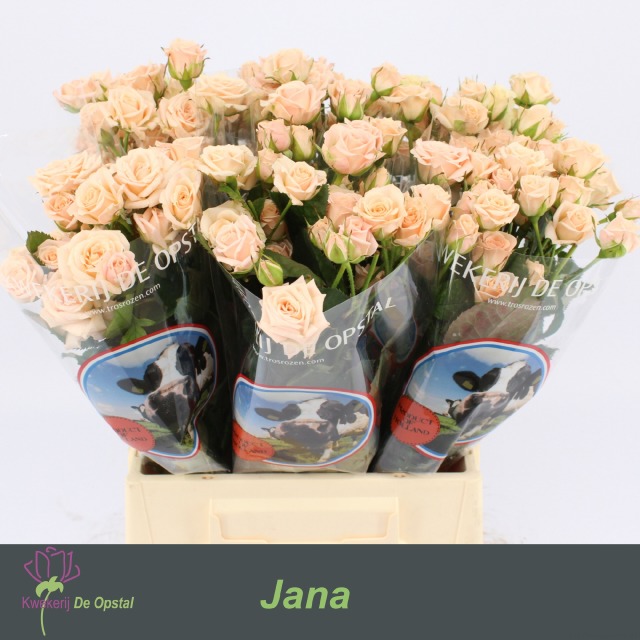 Срезанные цветы оптом Rosa spray jana от 40шт из Голландии с доставкой по России