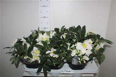 Горшечные цветы и растения оптом Hell N Hilda 25+ от 6шт из Голландии с доставкой по России