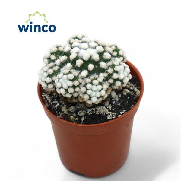 Горшечные цветы и растения оптом Mammillaria Gracilis (snowcap) от 20шт (для телеги) из Голландии с доставкой по России