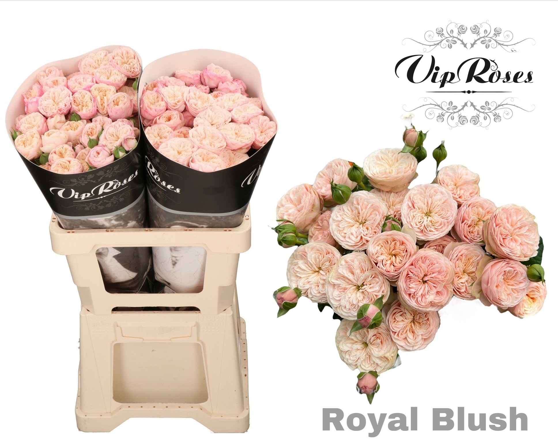 Срезанные цветы оптом Rosa sp royal blush от 20шт из Голландии с доставкой по России