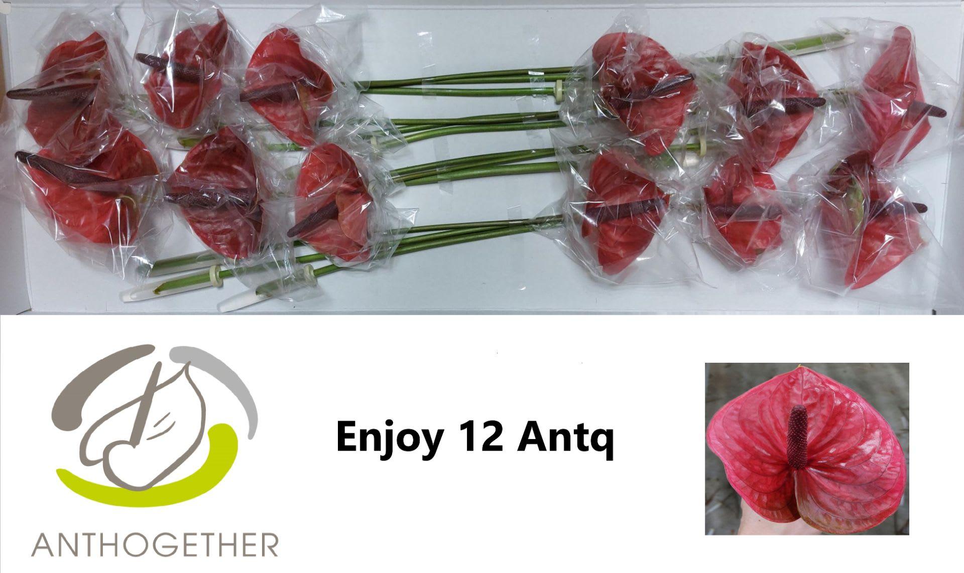 Срезанные цветы оптом Anthurium enjoy от 12шт из Голландии с доставкой по России