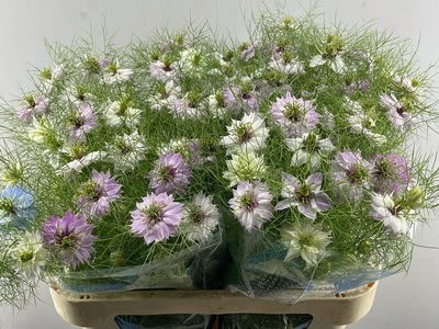 Срезанные цветы оптом Nigella pink per bunch от 10шт из Голландии с доставкой по России