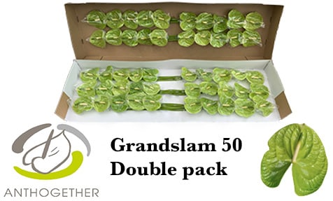 Срезанные цветы оптом Anthurium grand slam от 50шт из Голландии с доставкой по России