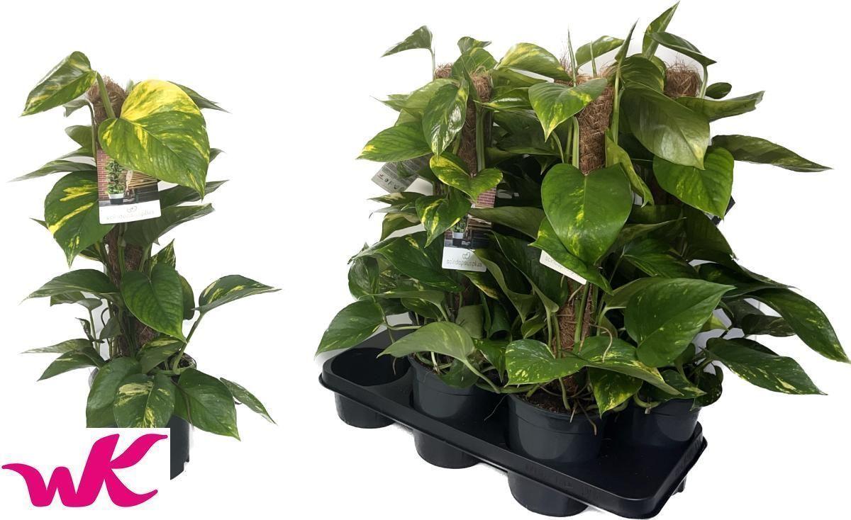 Горшечные цветы и растения оптом Epipr Mosstok от 6шт из Голландии с доставкой по России