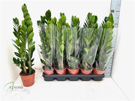 Горшечные цветы и растения оптом Zamio Zamiifolia 3+ от 10шт из Голландии с доставкой по России