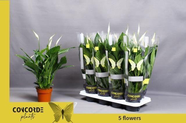 Горшечные цветы и растения оптом Spath Pico Cupido от 8шт' из Голландии с доставкой по России