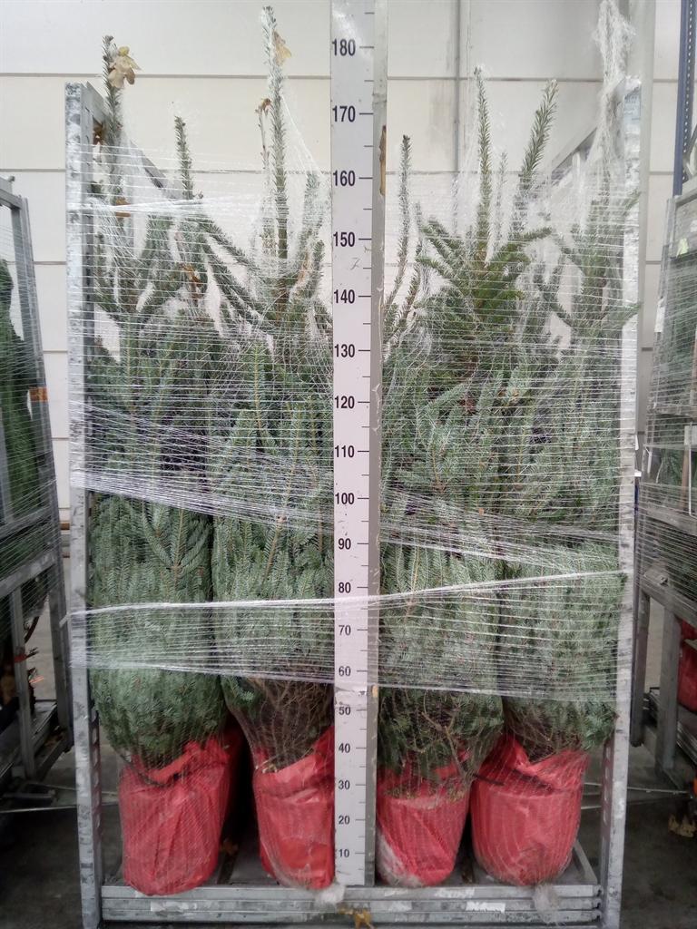 Горшечные цветы и растения оптом Abies Fraseri от 1шт из Голландии с доставкой по России