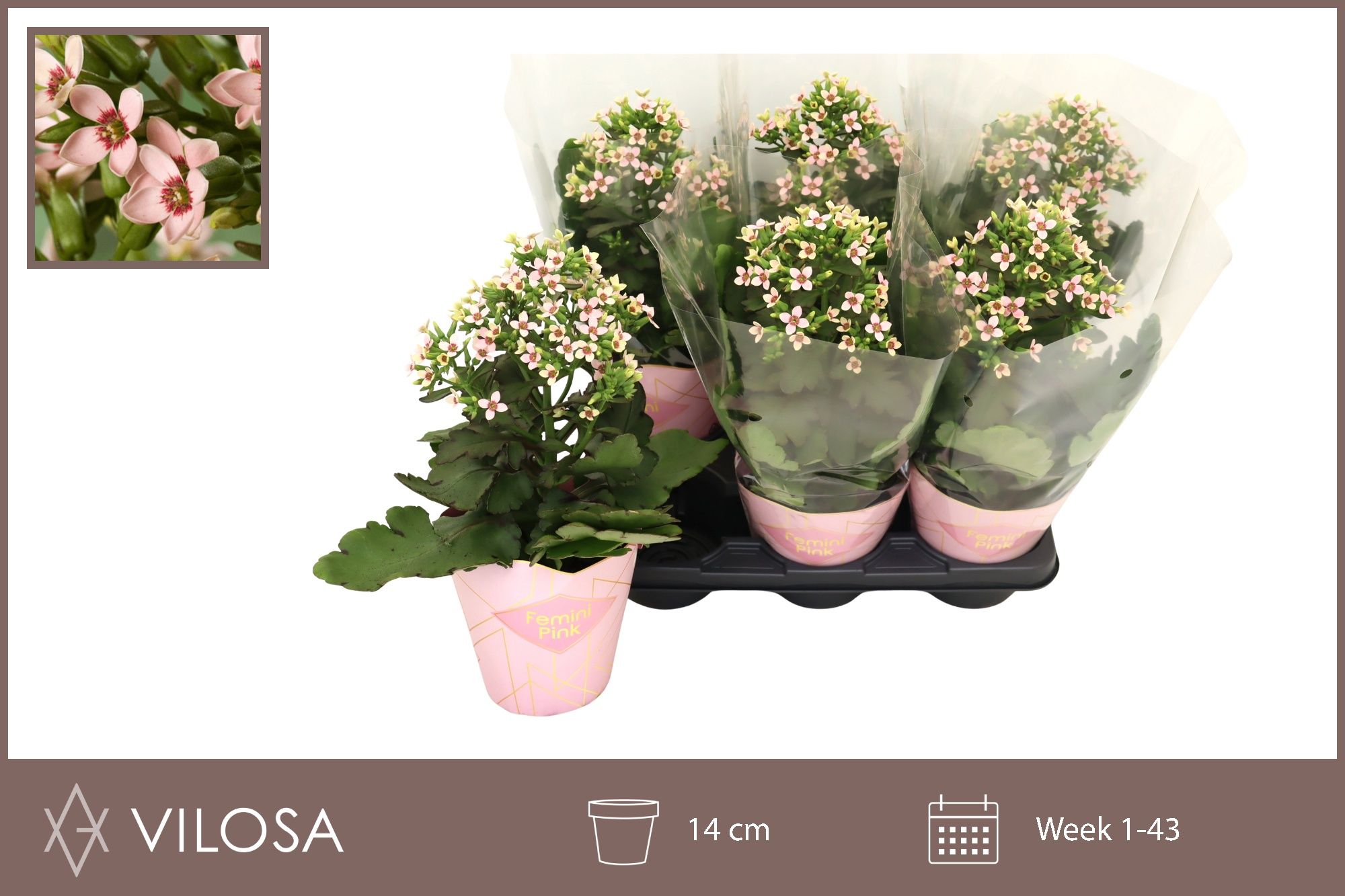 Горшечные цветы и растения оптом Kal Feminine Pink от 6шт из Голландии с доставкой по России