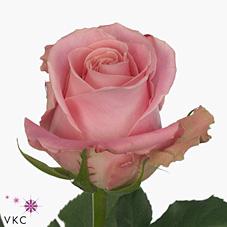 Срезанные цветы оптом Rosa large hermosa+ от 60шт из Голландии с доставкой по России