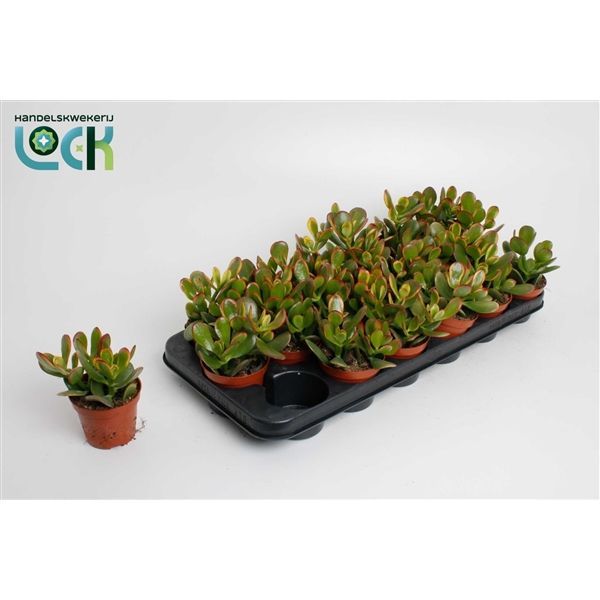 Горшечные цветы и растения оптом Crassula Sunset от 12шт из Голландии с доставкой по России