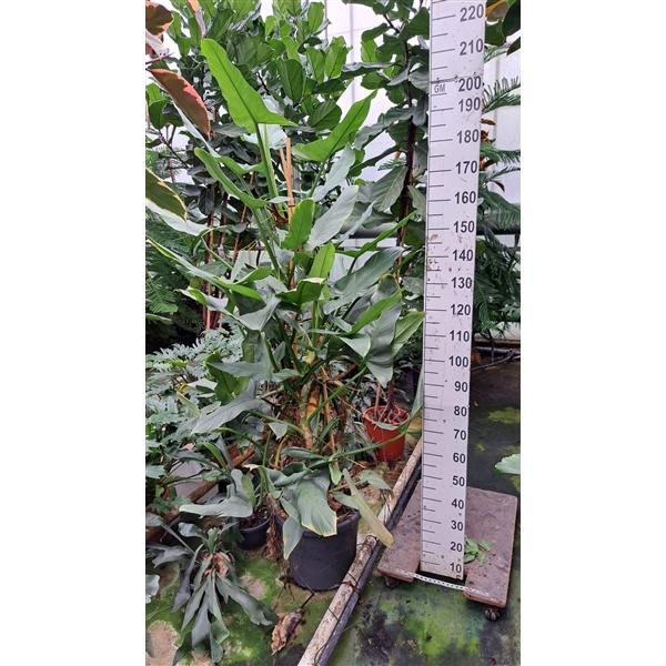 Горшечные цветы и растения оптом Philodendron Hastatum Xxl от 1шт из Голландии с доставкой по России