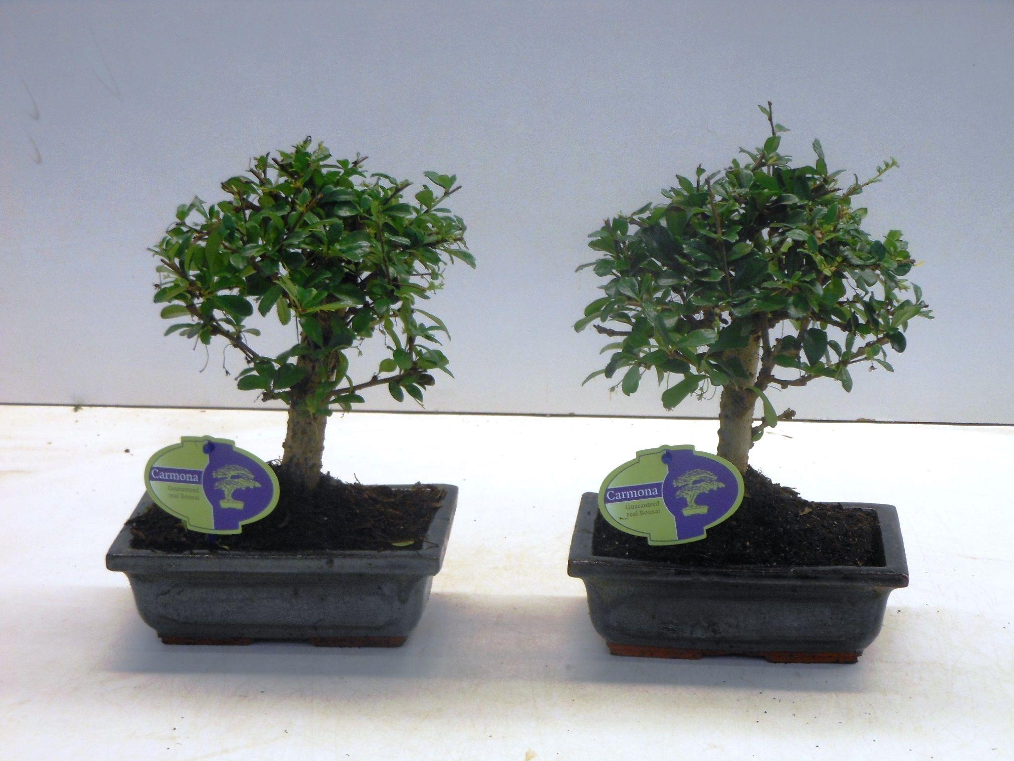 Горшечные цветы и растения оптом Bonsai Carmona Macrophylla, 20cm., Broom, Without от 6шт из Голландии с доставкой по России