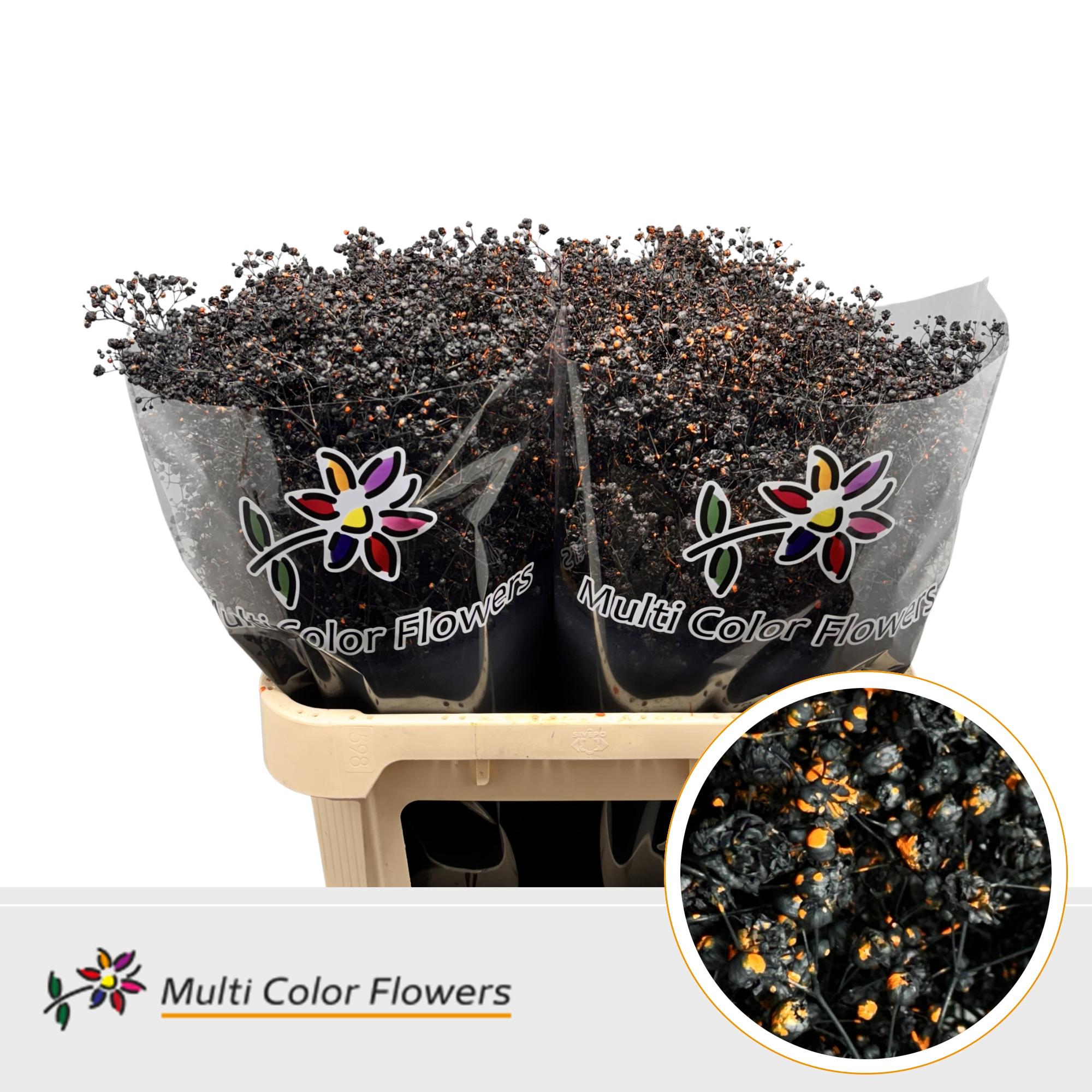 Срезанные цветы оптом Gyps large paint halloween splash от 50шт из Голландии с доставкой по России