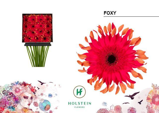 Срезанные цветы оптом Gerbera diamond gerpasta foxy от 15шт из Голландии с доставкой по России