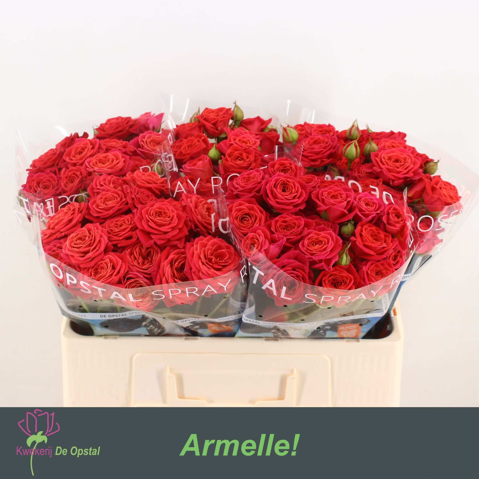 Срезанные цветы оптом Rosa spray armelle! от 50шт из Голландии с доставкой по России