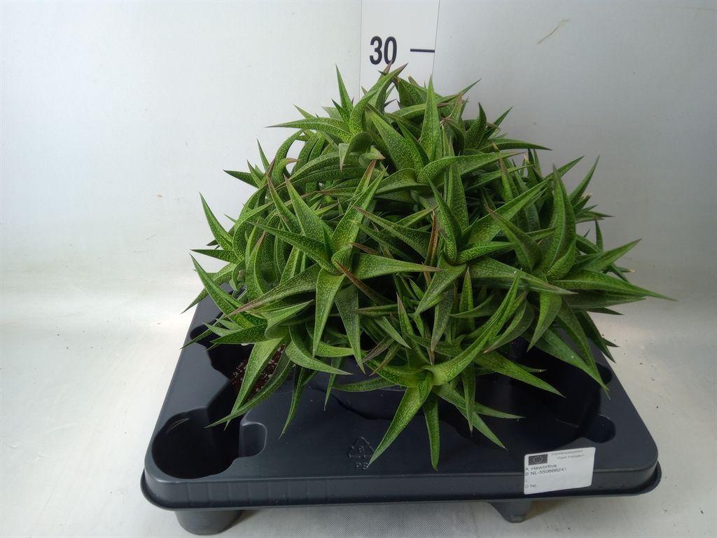 Горшечные цветы и растения оптом Haworthia   ... от 1шт из Голландии с доставкой по России