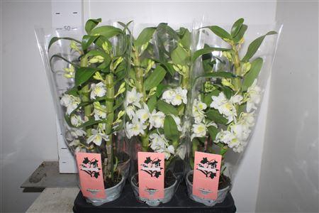 Горшечные цветы и растения оптом Dendr N Sc Apollon 2 Branche от 6шт из Голландии с доставкой по России