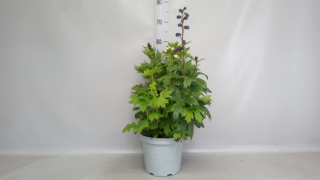 Горшечные цветы и растения оптом Delphinium   ... от 1шт из Голландии с доставкой по России