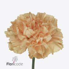 Срезанные цветы оптом Dianthus st caroline gold от 240шт из Голландии с доставкой по России