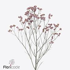 Срезанные цветы оптом Limonium blush diamond от 100шт из Голландии с доставкой по России