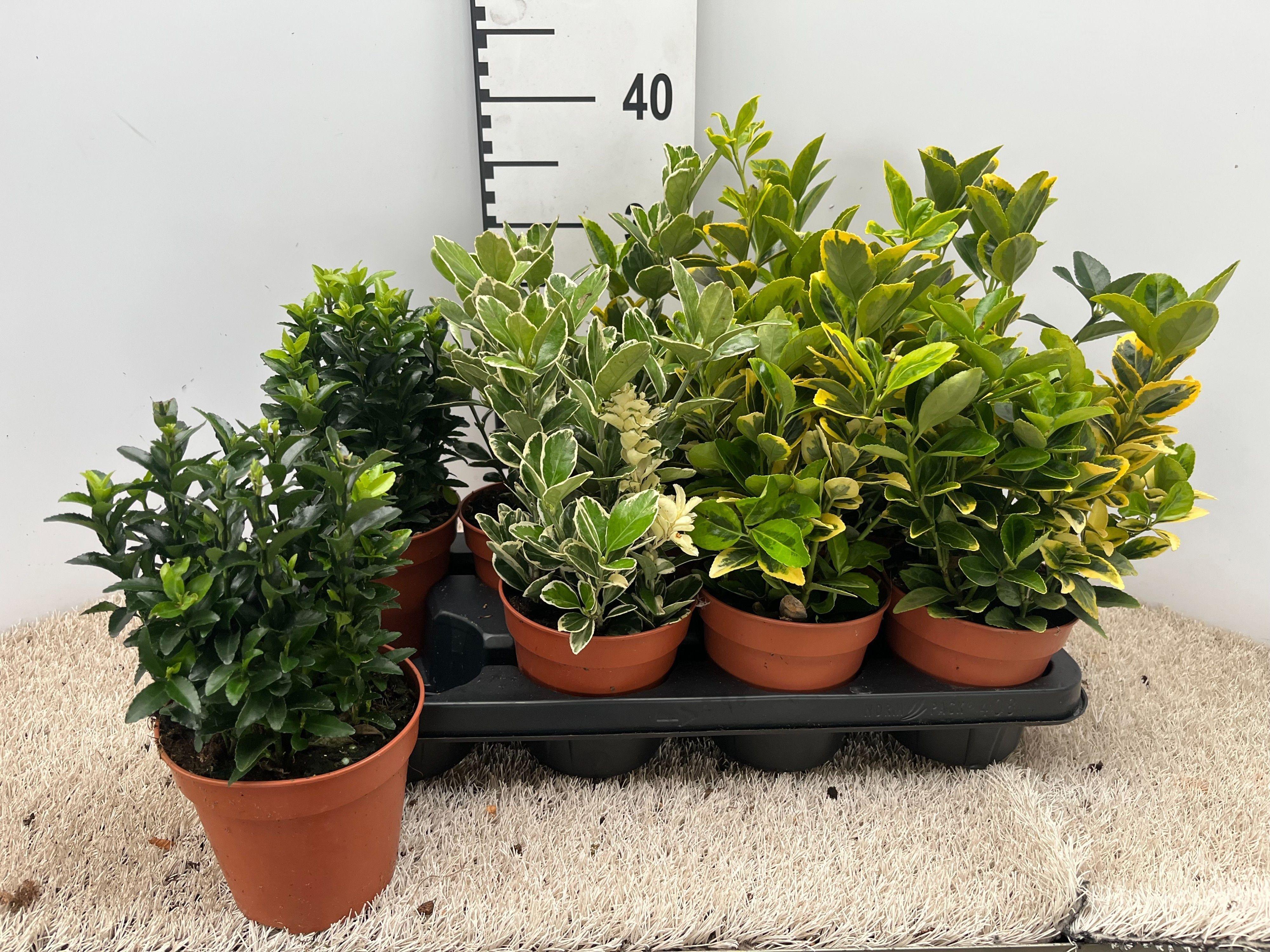 Горшечные цветы и растения оптом Euon Jap Gem от 8шт из Голландии с доставкой по России