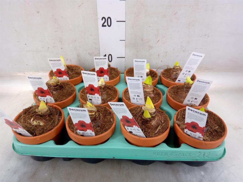 Горшечные цветы и растения оптом Hippeastrum   ... от 12шт (для телеги) из Голландии с доставкой по России