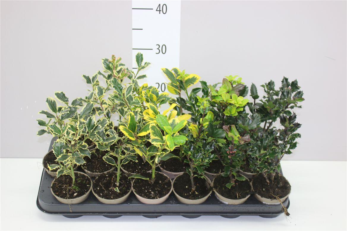 Горшечные цветы и растения оптом Ilex Gemengd от 18шт (для телеги) из Голландии с доставкой по России