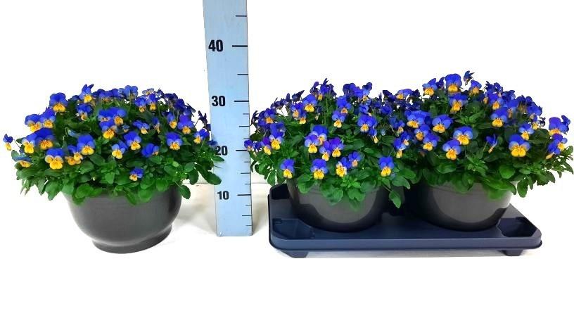 Горшечные цветы и растения оптом Vio Co Em Yel B J Up от 2шт из Голландии с доставкой по России