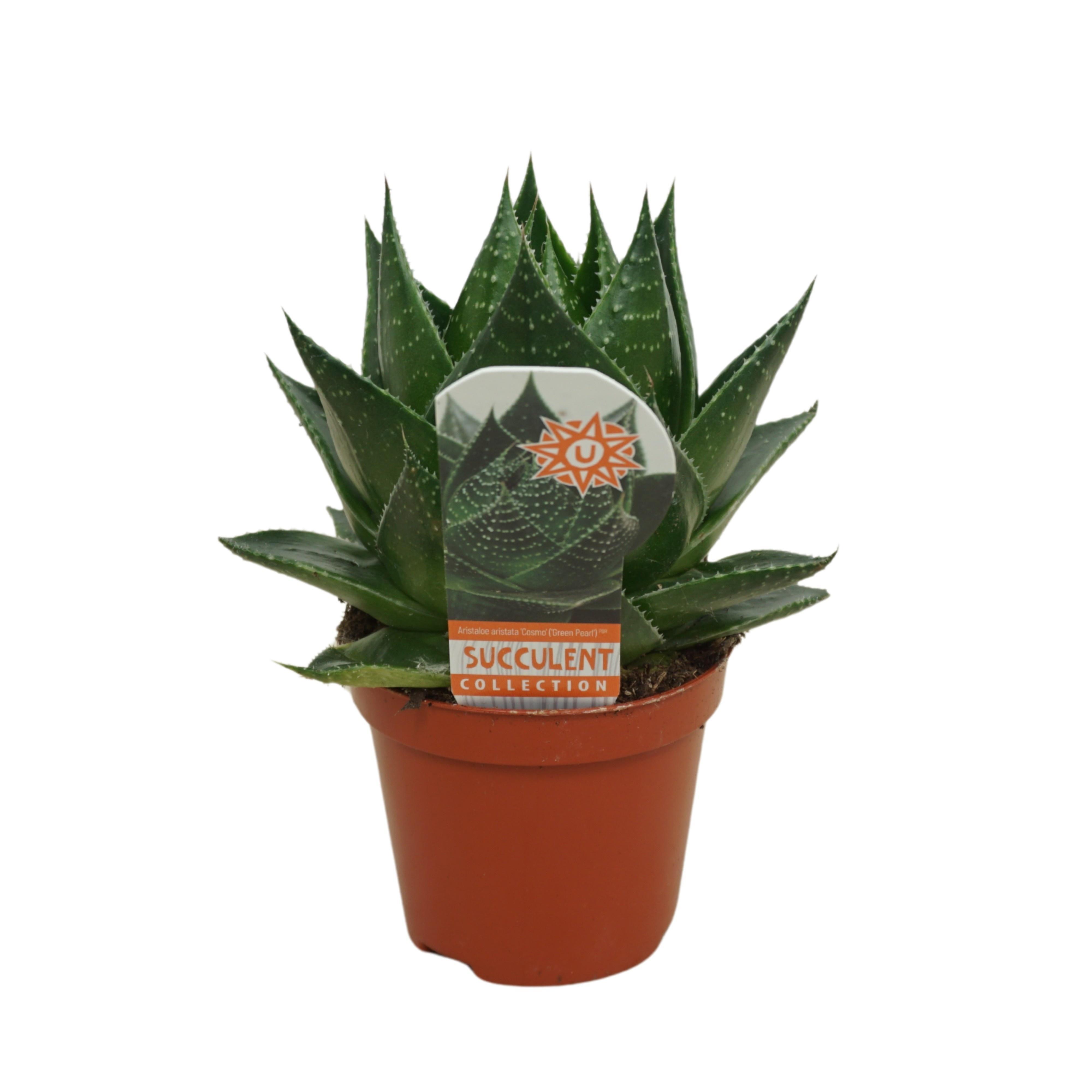 Горшечные цветы и растения оптом Aloe Cosmo от 12шт (для телеги) из Голландии с доставкой по России