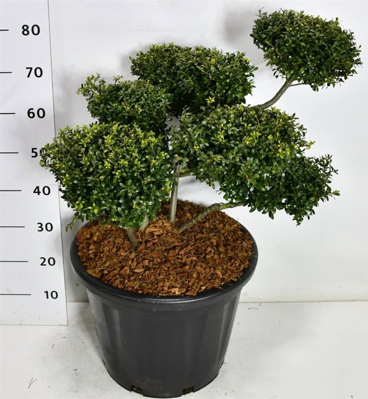 Горшечные цветы и растения оптом Ilex Cren Stokes от 1шт из Голландии с доставкой по России
