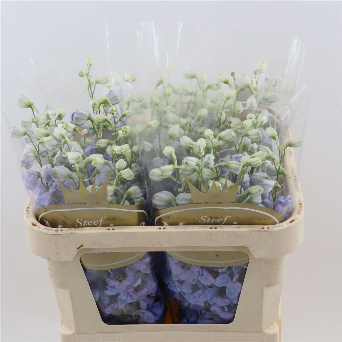 Срезанные цветы оптом Delphinium do dewi azul от 40шт из Голландии с доставкой по России