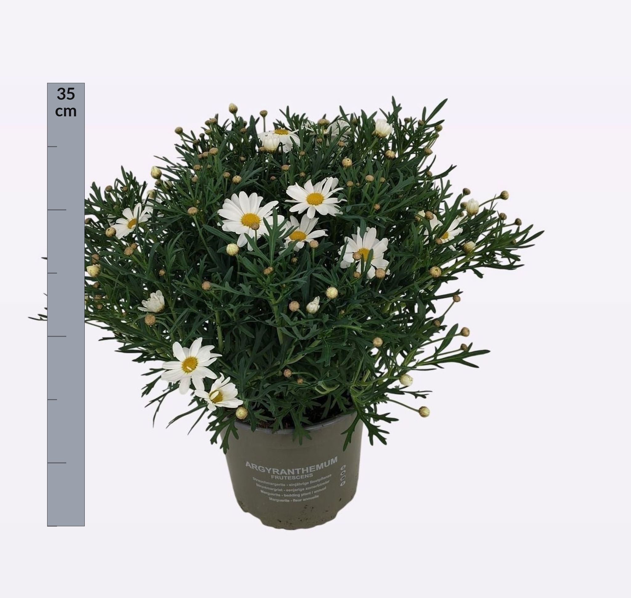 Горшечные цветы и растения оптом Arg Simba White от 1шт из Голландии с доставкой по России