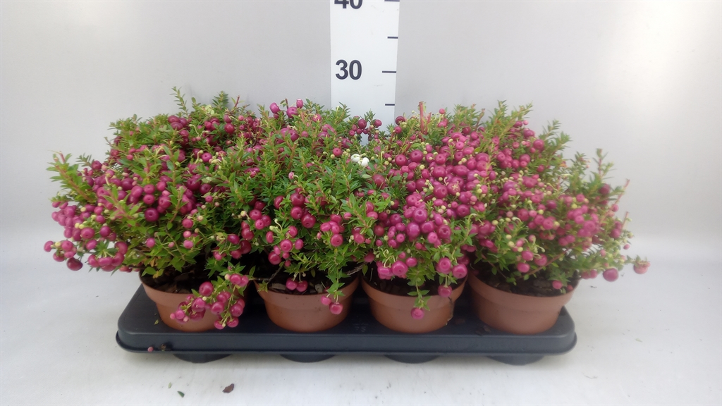 Горшечные цветы и растения оптом Gaultheria ...rose Berry от 8шт из Голландии с доставкой по России
