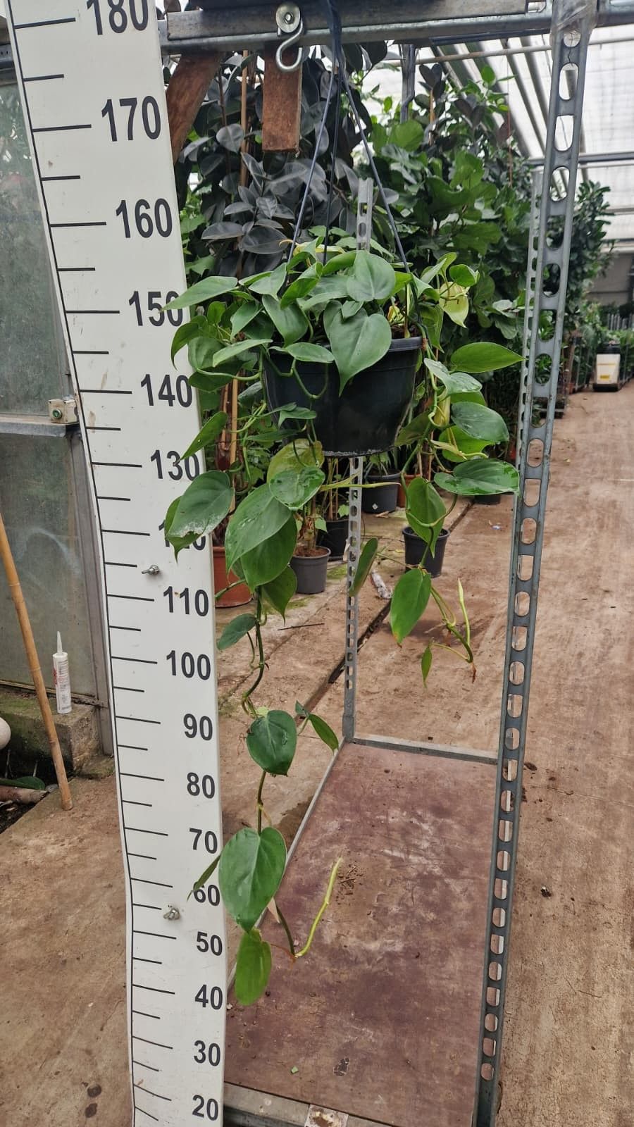 Горшечные цветы и растения оптом Philodendron Scandens Hangplant от 2шт из Голландии с доставкой по России