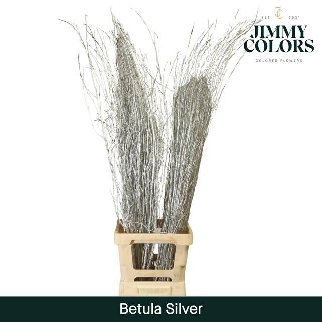 Срезанные цветы оптом Betula paint silver от 10шт из Голландии с доставкой по России