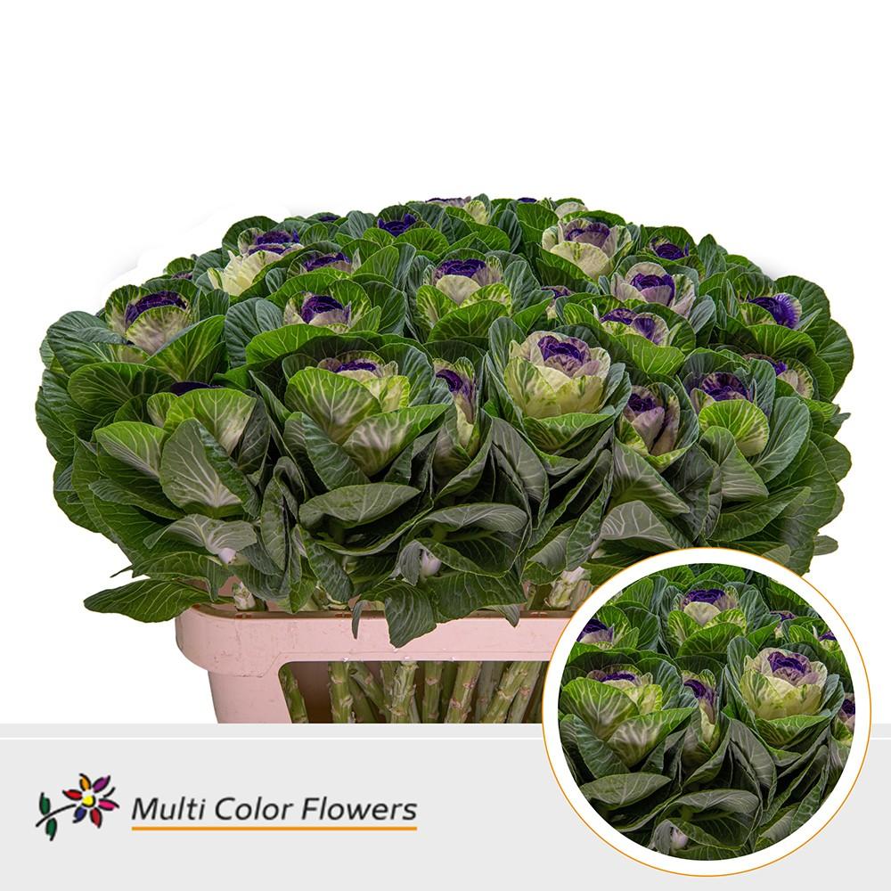 Срезанные цветы оптом Brassica paint naturel + lila dark eye от 30шт из Голландии с доставкой по России