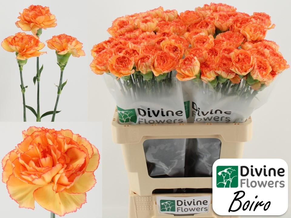 Срезанные цветы оптом Dianthus st boiro от 80шт из Голландии с доставкой по России