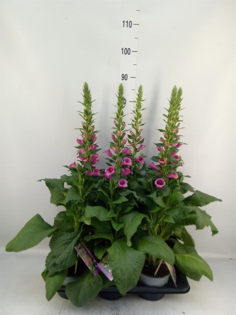 Горшечные цветы и растения оптом Digitalis Purp. от 6шт из Голландии с доставкой по России