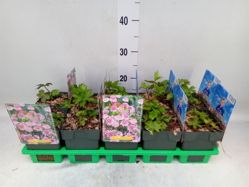 Горшечные цветы и растения оптом Astrantia Major от 10шт из Голландии с доставкой по России