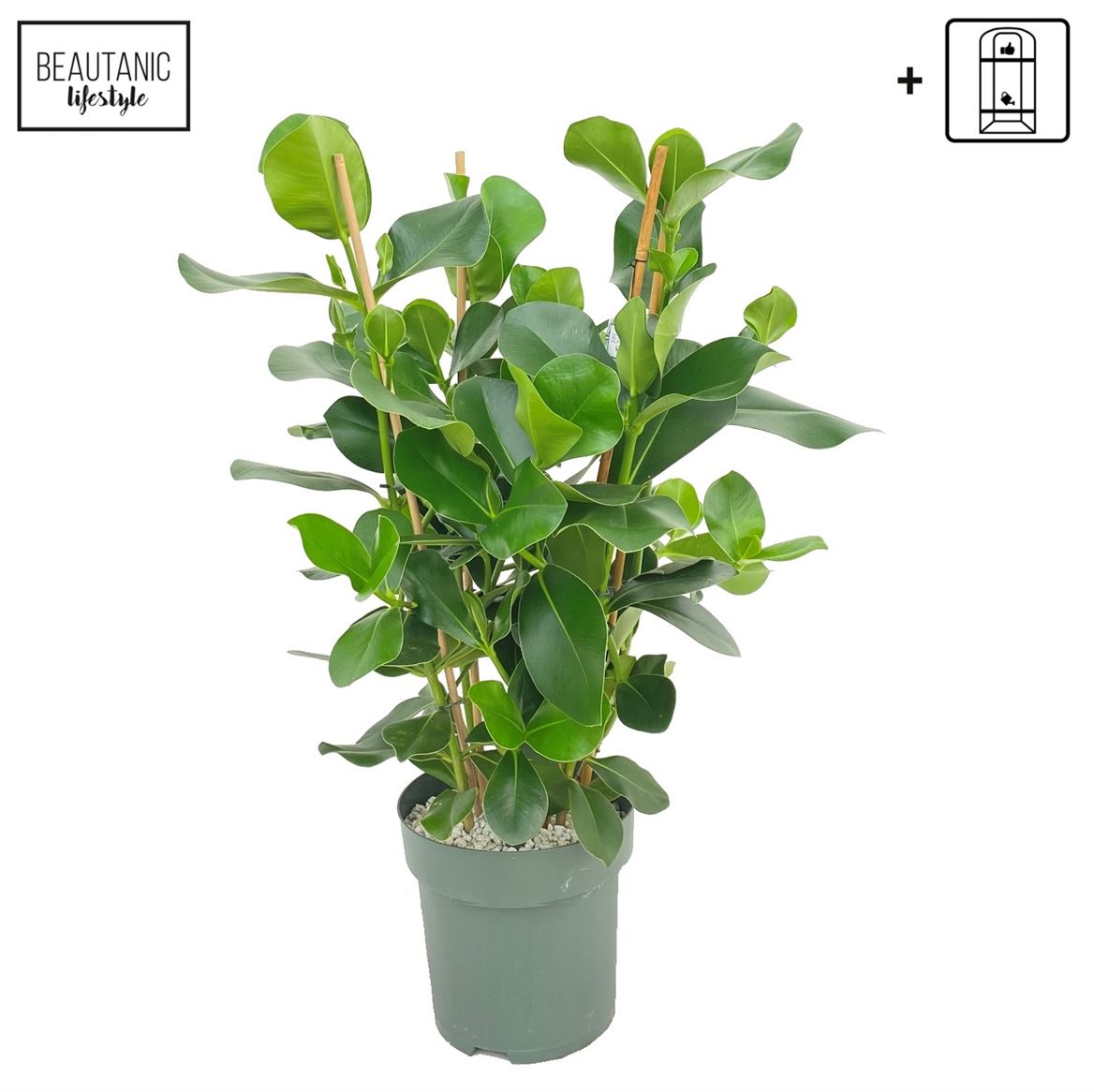 Горшечные цветы и растения оптом Clusia Green Magic 3pp от 1шт из Голландии с доставкой по России