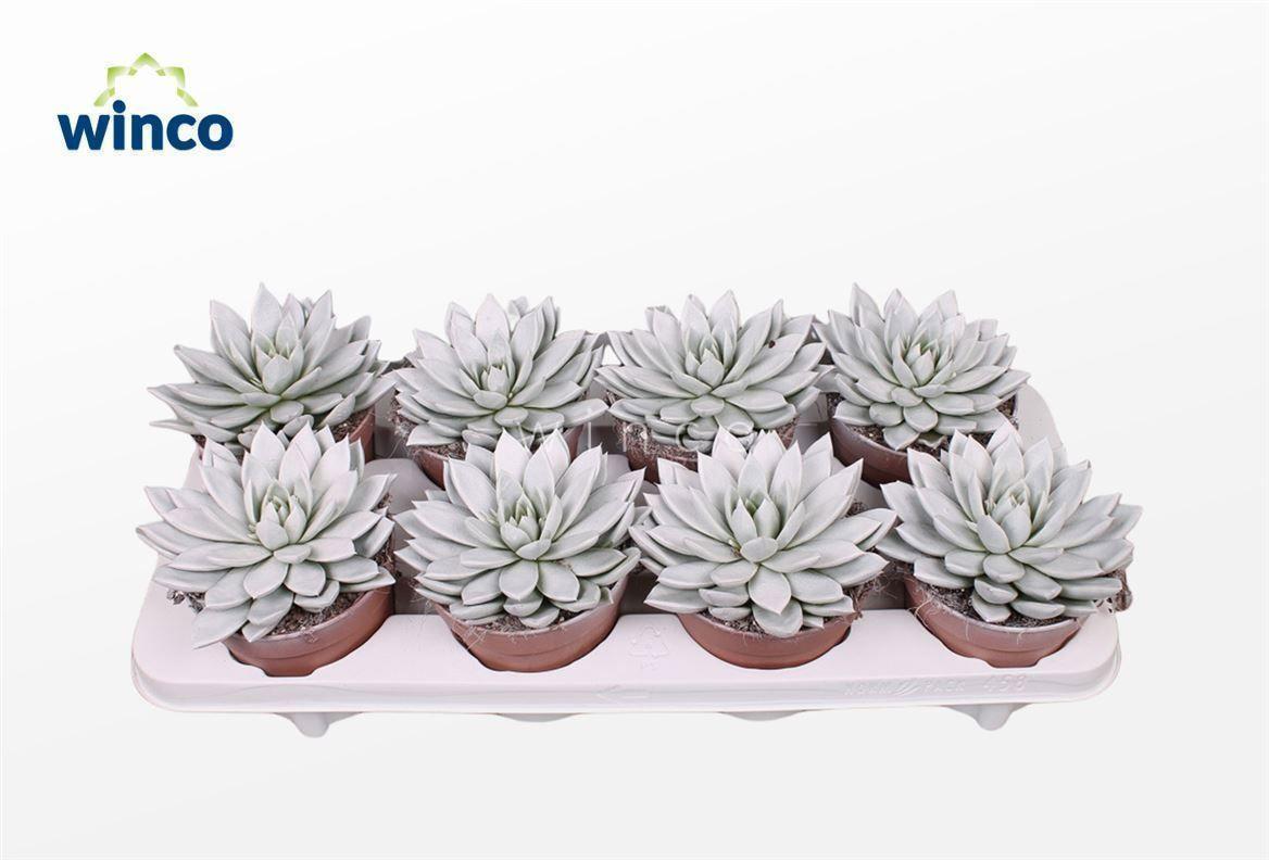 Горшечные цветы и растения оптом Echeveria Agavoides Paint White от 8шт из Голландии с доставкой по России