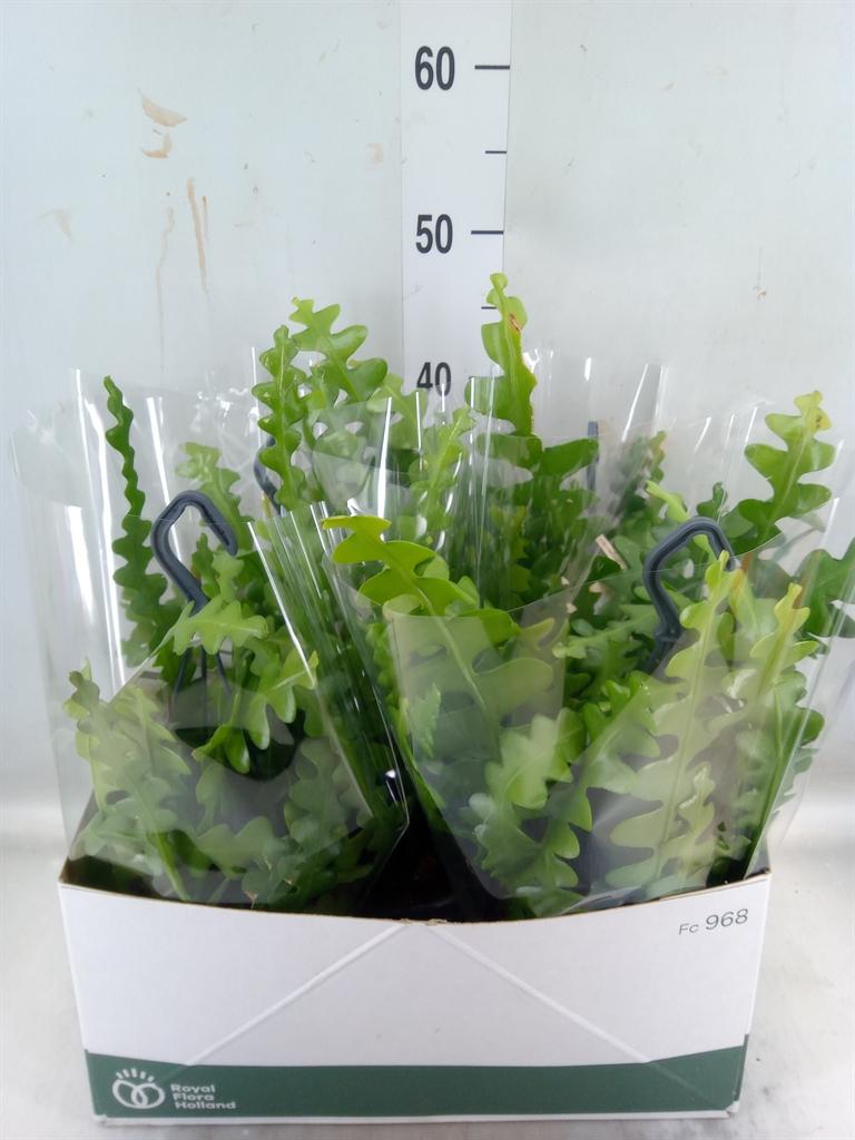 Горшечные цветы и растения оптом Epiphyllum Anguliger от 5шт из Голландии с доставкой по России